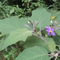 <i>Solanum violaceum</i>  Ortega